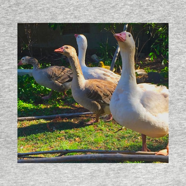 Flock of Cotton Patch Geese by LochNestFarm